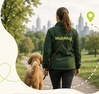A professional dog walker walking a dog through a city park